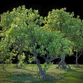 Green Lush Shrub With Dense Leaves And Exposed Roots Growing In Grassland