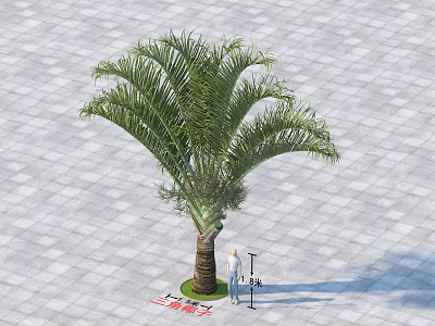 Green Palm Tree With Brown Trunk On Paved Surface And Person Measuring 3d model