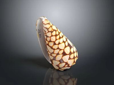 Conch Shell With Shiny Brown And White Spotted Conical Pattern On Dark Background 3d model