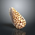 Conch Shell With Shiny Brown And White Spotted Conical Pattern On Dark Background 3d model