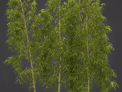 Tall Lush Green Bamboo Stems With Dense Foliage And Fresh Leaves 3d model