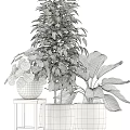 Potted Green Plants With Large Leaves And Various Pots For Indoor Decoration