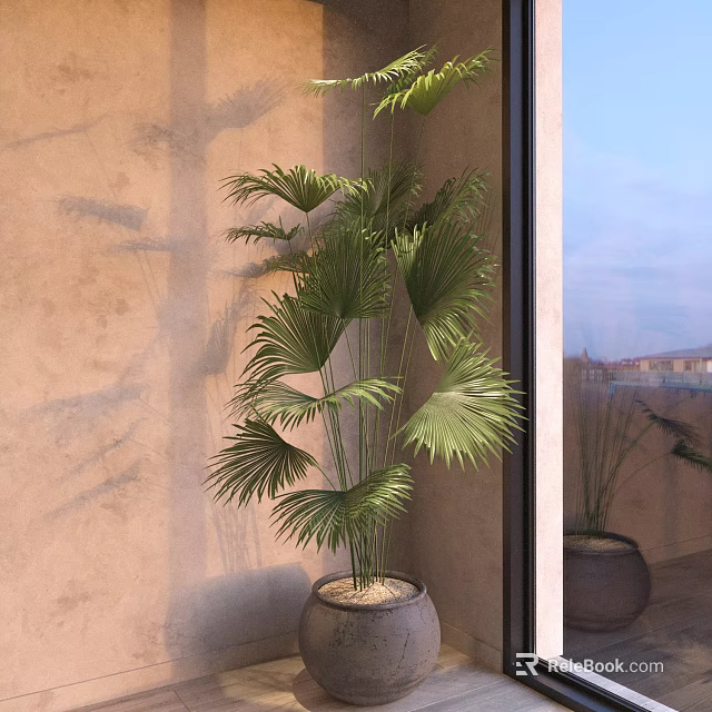 Tall Potted Fan Palm Plant with Green Fronds in Terracotta Pot Near Window 3d model 