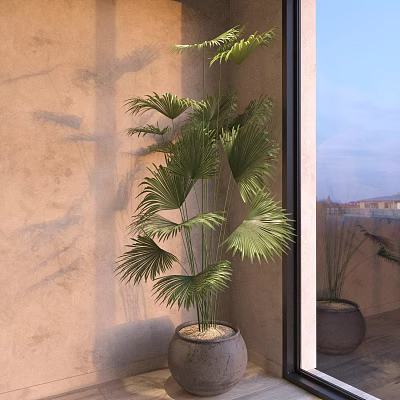 Tall Potted Fan Palm Plant with Green Fronds in Terracotta Pot Near Window 3d model