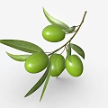Green Olive Branch With Fresh Green Olives And Vibrant Leaves On White Background
