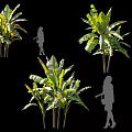 Tall Arbor Trees With Large Green Leaves And Silhouette Human Figures