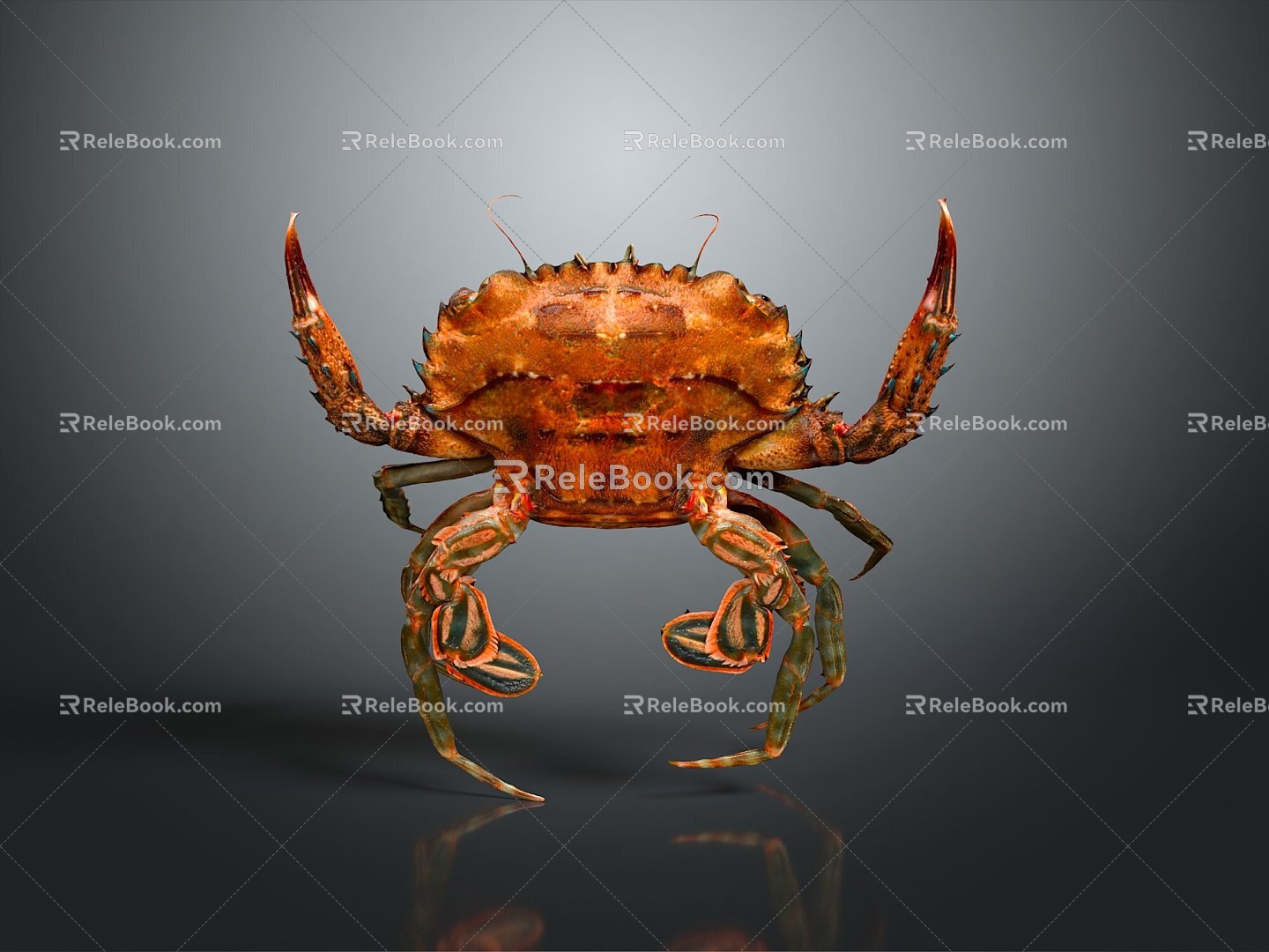 crab sea crab river crab hairy crab bread crab hermit crab big crab small crab marine animal fish 3d model