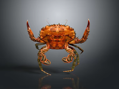 Vibrant Orange Crab With Textured Carapace Prominent Claws And Segmented Legs 3d model
