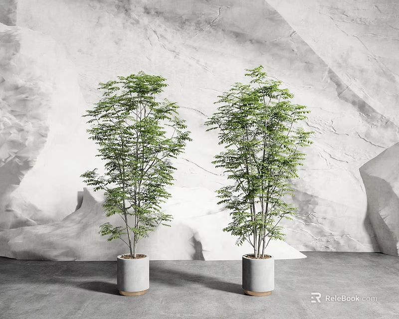 Elegant Green Leaf Potted Plants In White Ceramic Pots With Gray Wall Background 3d model 