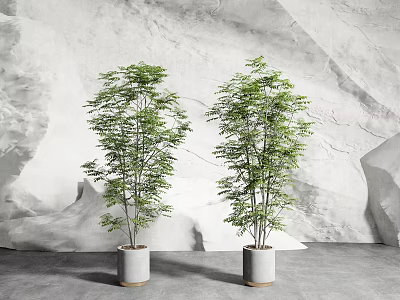 Elegant Green Leaf Potted Plants In White Ceramic Pots With Gray Wall Background 3d model