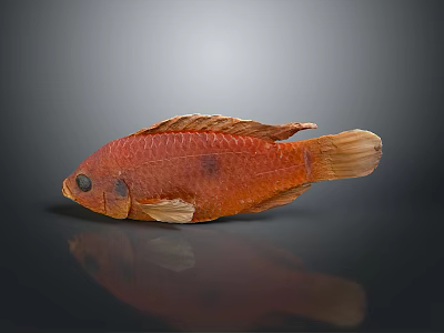 Red Aquatic Fish With Vibrant Coloration Detailed Scales Fins And Reflection In Still Life 3d model