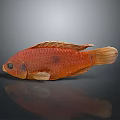Red Aquatic Fish With Vibrant Coloration Detailed Scales Fins And Reflection In Still Life