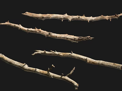 Natural Dried Branches with Thorns Decorative Ornament Set on Black Background 3d model