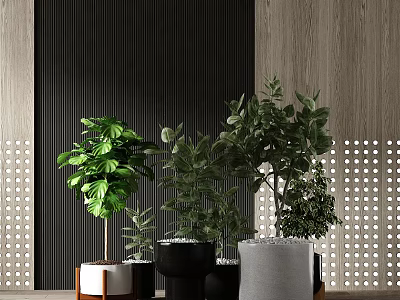 Various Bonsai Potted Plants In Modern Indoor With Green Foliage And Stylish Planters 3d model