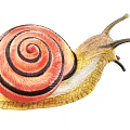Reptile Snail With Vibrant Red Black Spiral Shell And Yellow Body