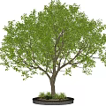Round Tree Pit Landscaping with Green Leafy Tree and Decorative Base 3d model