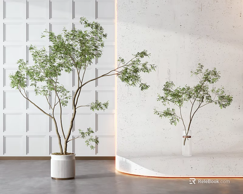 Bonsai Trees in White Ceramic Pot and Clear Vase Against White Paneled Wall 3d model 