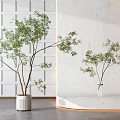Bonsai Trees in White Ceramic Pot and Clear Vase Against White Paneled Wall