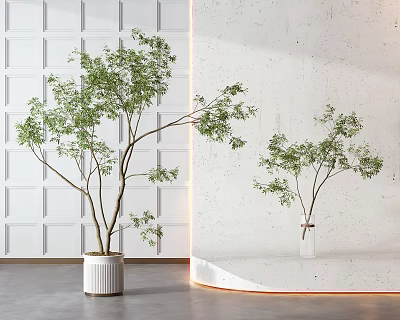 Bonsai Trees in White Ceramic Pot and Clear Vase Against White Paneled Wall 3d model
