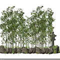 Lush Green Bamboo Plants Growing With Natural Stone Base In Garden Landscape