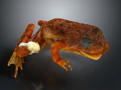 Detailed 3D Frog Model Displaying Organ Structures And Skin Texture Features 3d model