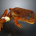 Detailed 3D Frog Model Displaying Organ Structures And Skin Texture Features