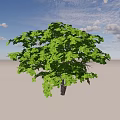 Lush Green Foliage Tree With Brown Trunk And Natural Shadow