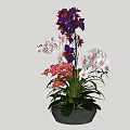 Bonsai Potted Plant With Purple White Pink Orchids And Green Leaves In Dark Pot