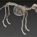 Dog Like Mammal Skeleton With Complete Bone Structure On Grassland Background 3d model