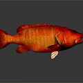 Vibrant Red Fish With Yellow Stripes On Dark Background Showing Reflection