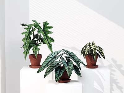 Potted Plants Featuring Large Green And Variegated Leaves In Brown Clay Pots On White Stands 3d model