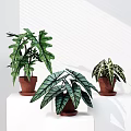 Potted Plants Featuring Large Green And Variegated Leaves In Brown Clay Pots On White Stands
