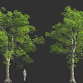 Two Large Green Trees With Thick Trunks And Small Human Figure On Black Background