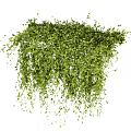 Lush Green Vines With Hanging Leaves And Various Decorative Creeping Forms