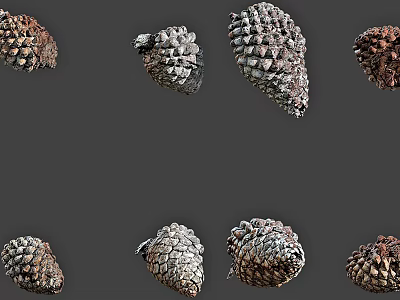 Collection Of Natural Pine Cones With Diverse Sizes Shapes And Textures On Gray Background 3d model