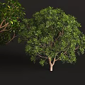 Lush Green Shrub With Dense Vibrant Foliage And Healthy Branch Growth
