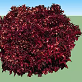 Four Dark Red Shrubs with Dense Vibrant Rounded Foliage for Landscaping
