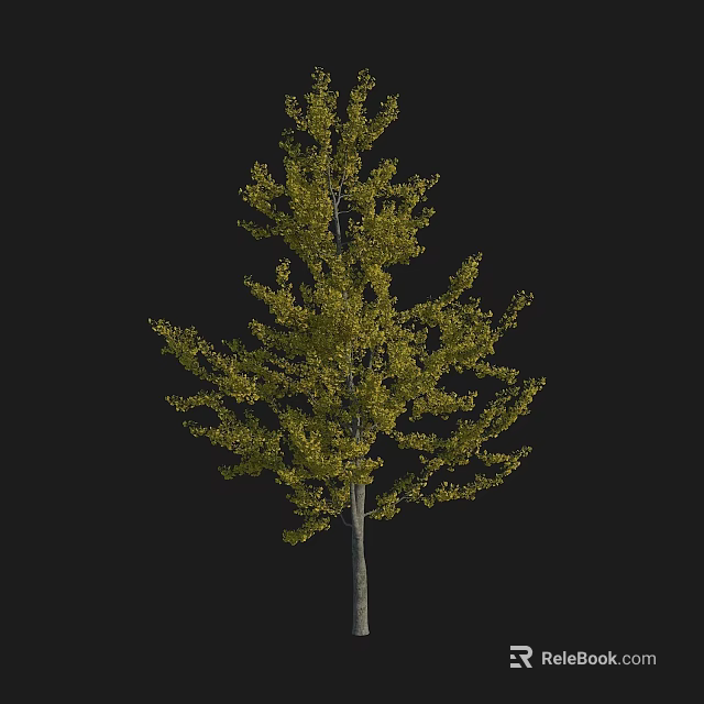 Tall Deciduous Arbor With Green And Yellow Autumn Foliage And Slender Trunk 3d model 