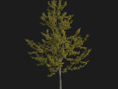 Tall Deciduous Arbor With Green And Yellow Autumn Foliage And Slender Trunk 3d model