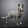 White Dog Standing on Black Background with Detailed Texture and Lifelike Posture