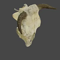 Vintage Bull Skull with Natural Horns as Decorative Wall Art Piece