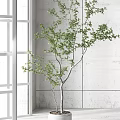 Two Bonsai Plants In White Pots Placed By Window With Gray Wall Background 3d model