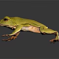 Vibrant Yellow Frog with Orange Feet on Glossy Black Surface and Reflective Shadow