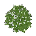 Lush Round Bush With Green Leaves And Vibrant Purple Flowers