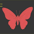 Colorful Butterfly With Spread Wings And Orange White Black Pattern On Dark Background