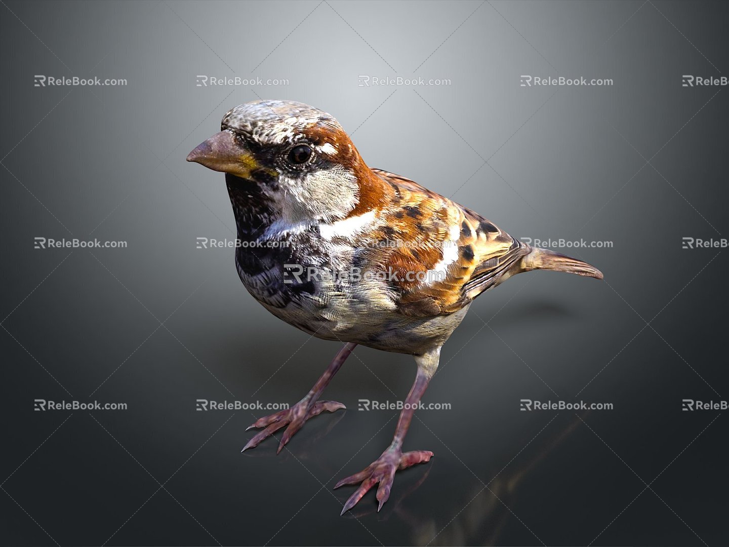 Peregrine Falcon Sparrow Pigeon Wingbird Pearl Bird Hummingbird Flamingbird Bird Bird Animal 3d model