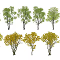 Various Arbor Trees With Green And Yellow Leaves In Different Shapes For Design