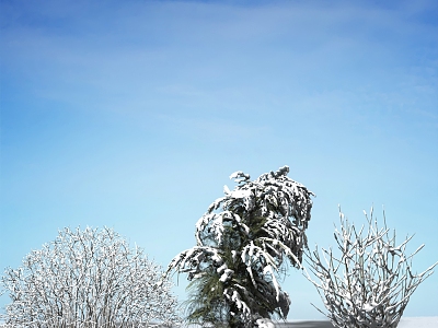 Modern Shrub Snow Plant model