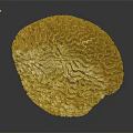 Natural Organ Structure and Hair like Fibers with Brown White Complex Textures
