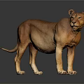 Full Body Standing Lioness on Dark Background with Clear Floor Reflection